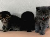 Scottish fold british shorthair yavrular